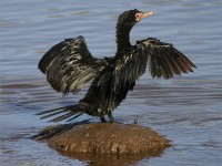 Reed Cormorant (Microcarbo africanus)