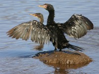 Reed Cormorant (Microcarbo africanus)