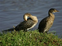 Reed Cormorant (Microcarbo africanus)