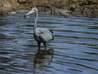 Goliath Heron (Ardea goliath)