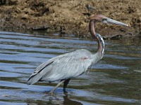 Goliath Heron (Ardea goliath)