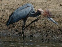 Goliath Heron (Ardea goliath)