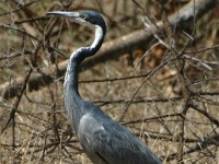 Black-headed Heron (Ardea melanocephala)