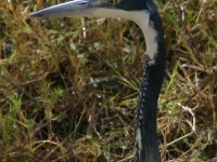 Black-headed Heron (Ardea melanocephala)