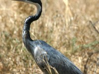 Black-headed Heron (Ardea melanocephala)