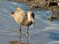 Hamerkop (Scopus umbretta)