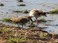 Hamerkop (Scopus umbretta)