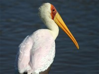 Yellow-billed Stork (Mycteria ibis)