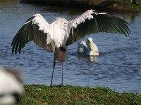 Yellow-billed Stork (Mycteria ibis)