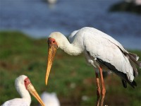 Yellow-billed Stork (Mycteria ibis)