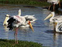 Yellow-billed Stork (Mycteria ibis)