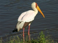 Yellow-billed Stork (Mycteria ibis)