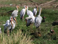 Yellow-billed Stork (Mycteria ibis)