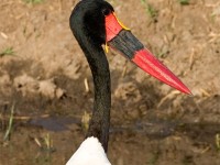 Saddle-billed Stork (Ephippiorhynchus senegalensis)