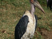 Marabou Stork (Leptoptilos crumenifer)