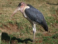 Marabou Stork (Leptoptilos crumenifer)