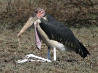 Marabou Stork (Leptoptilos crumenifer)