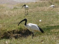 African Sacred Ibis (Threskiornis aethiopicus)