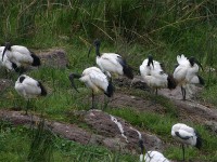 African Sacred Ibis (Threskiornis aethiopicus)