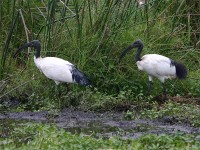 African Sacred Ibis (Threskiornis aethiopicus)