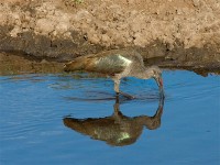 Hadada Ibis (Bostrychia hagedash)