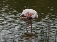 Lesser Flamingo (Phoeniconaias minor)