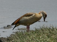 Egyptian Goose (Alopochen aegyptiaca)