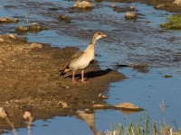 Egyptian Goose (Alopochen aegyptiaca)