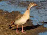 Egyptian Goose (Alopochen aegyptiaca)