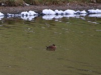 Maccoa Duck (Oxyura maccoa)