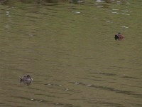 Maccoa Duck (Oxyura maccoa)