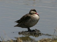 Red-billed Teal (Anas erythrorhyncha)