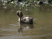 Red-billed Teal (Anas erythrorhyncha)