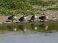 Red-billed Teal (Anas erythrorhyncha)