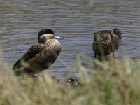 Hottentot Teal (Anas hottentota)