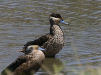 Hottentot Teal (Anas hottentota)