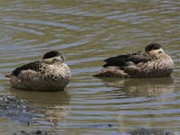 Hottentot Teal (Anas hottentota)