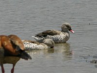 Cape Teal (Anas capensis)