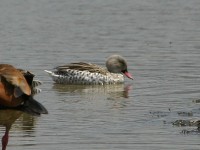 Cape Teal (Anas capensis)