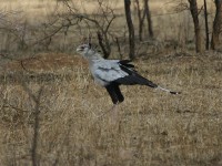 Secretarybird (Sagittarius serpentarius)