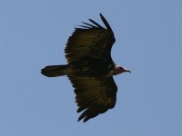 Hooded Vulture (Necrosyrtes monachus)