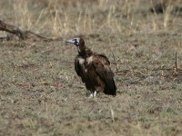 Hooded Vulture (Necrosyrtes monachus)