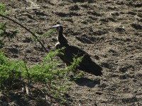 Hooded Vulture (Necrosyrtes monachus)