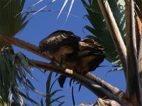 White-backed Vulture (Gyps africanus)