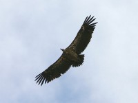 White-backed Vulture (Gyps africanus)