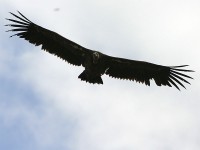 White-backed Vulture (Gyps africanus)