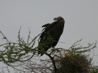 Lappet-faced Vulture (Torgos tracheliotos)