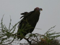 Lappet-faced Vulture (Torgos tracheliotos)