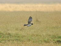 African Marsh Harrier (Circus ranivorus)