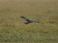 African Marsh Harrier (Circus ranivorus)